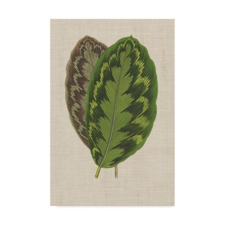 Unknown 'Leaves On Linen Iv' Canvas Art,16x24